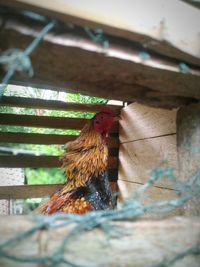 Fighting rooster in the cage