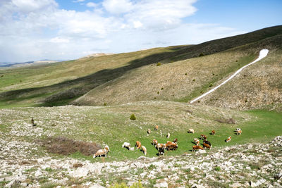 Flock of sheep on a field