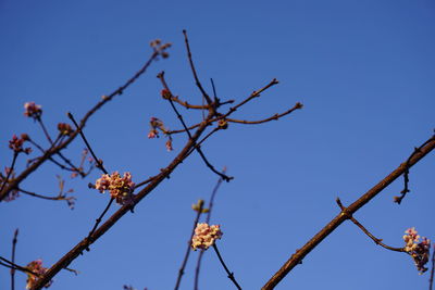 Low angle view of flowering plants against clear blue sky