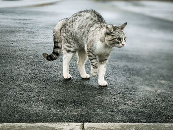 Full length of a cat walking on road