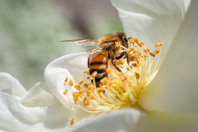 Close-up of bee pollinating on flower