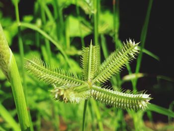 Close-up of fresh green plant