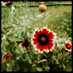 Close-up of red poppy flower