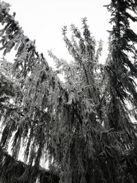 Low angle view of trees against sky