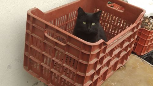 High angle portrait of a cat in basket