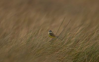 Bird perching on a field