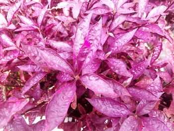 Full frame shot of wet pink flowers