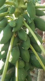 High angle view of vegetables on plant