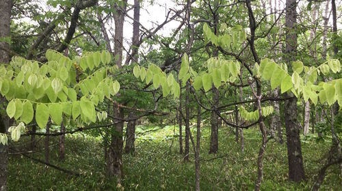 Plants growing on tree