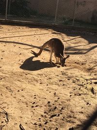 Cat on sand