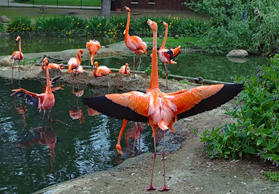 View of birds in lake