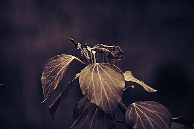 Close-up of plant against blurred background