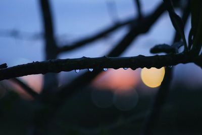 Close-up of wet plant during rainy season