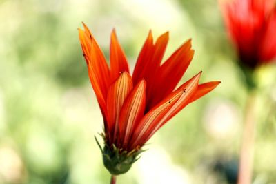 Close-up of orange flower