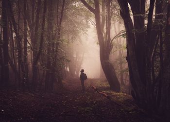 Rear view of man walking in forest