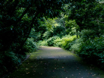 Road amidst trees in forest