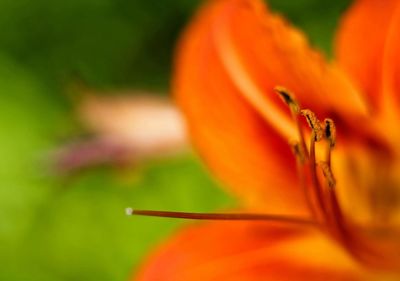 Close-up of insect on flower