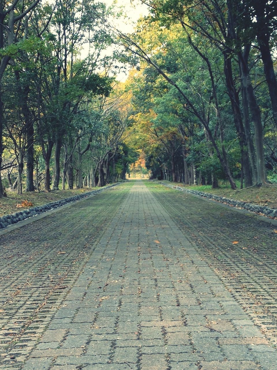 tree, the way forward, diminishing perspective, vanishing point, treelined, tranquility, growth, footpath, transportation, nature, road, tranquil scene, tree trunk, forest, day, street, empty, empty road, outdoors, park - man made space