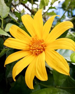 Close-up of yellow flower blooming outdoors