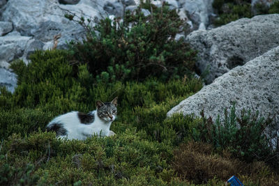 Portrait of cat sitting on mountain