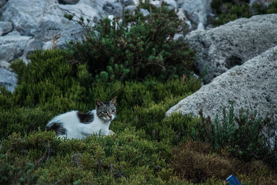 Portrait of cat sitting on grass