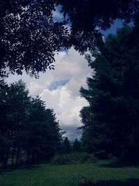 Low angle view of trees in forest against sky