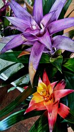 Close-up of flowers