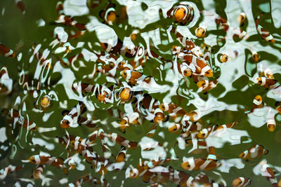 Full frame shot of white flowering plants
