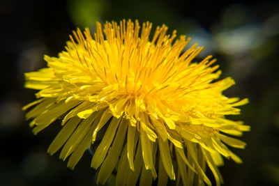 Close-up of yellow dandelion flower