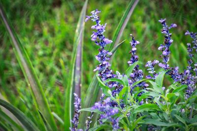 Close-up of purple flowering plants on field