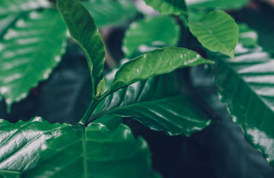 Close-up of green leaves