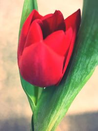 Close-up of red flower