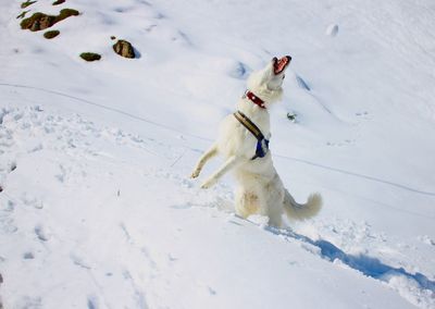 Dog playing in snow