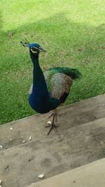 High angle view of a bird on field