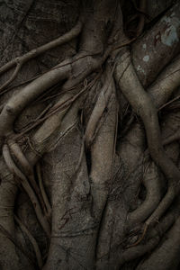 Full frame shot of tree trunk