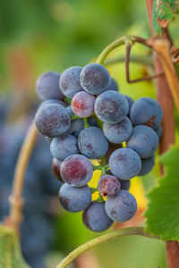 Close-up of grapes growing in vineyard