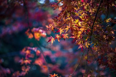 Close-up of maple leaves against blurred background