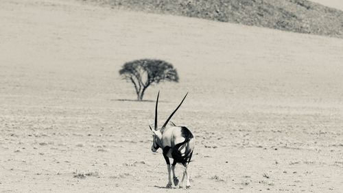 Oryx walking on field