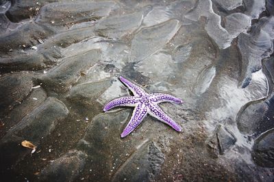 High angle view of pink leaves