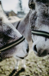 Close-up of two donkey noses next to each other