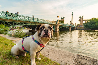 French bulldog sitting in budapest city