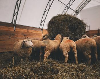 Sheep in a field