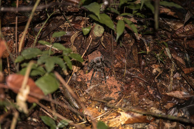 Close-up of plants in forest