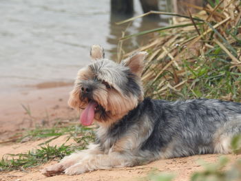 Dog sticking out tongue on field