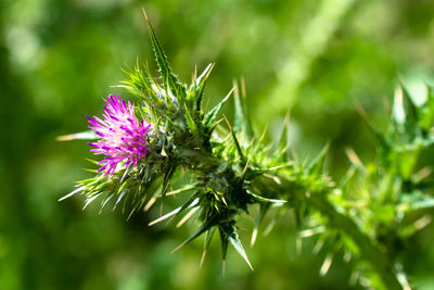 Close-up of purple thistle flower