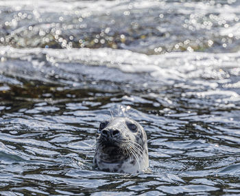 Close-up of seal swimming in lake