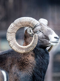 Close-up of goat