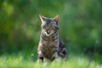 Portrait of tabby cat on field