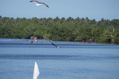 Seagull flying over sea against clear sky