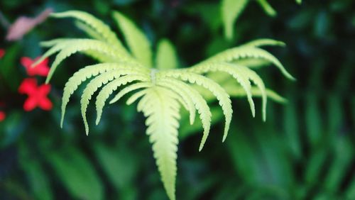 Close-up of fern leaves on tree